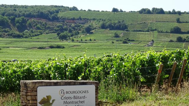 criot-muret-montrachet-chassagne