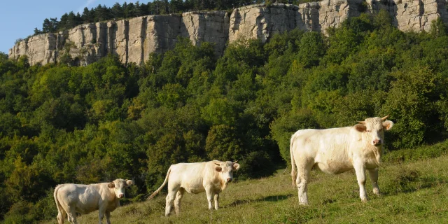 Falaise Vache Vauchignon