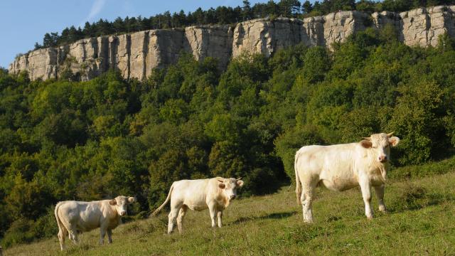 Falaise Vache Vauchignon