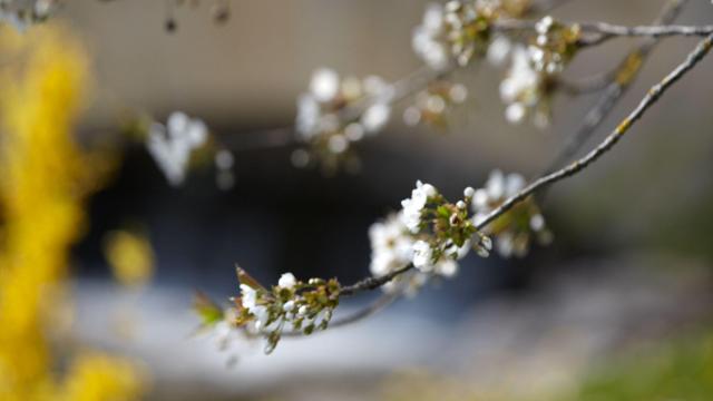 ladoix-serrigny-fleur-printemps