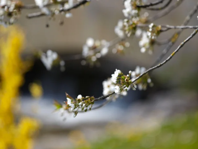 Ladoix Serrigny Fleur Printemps