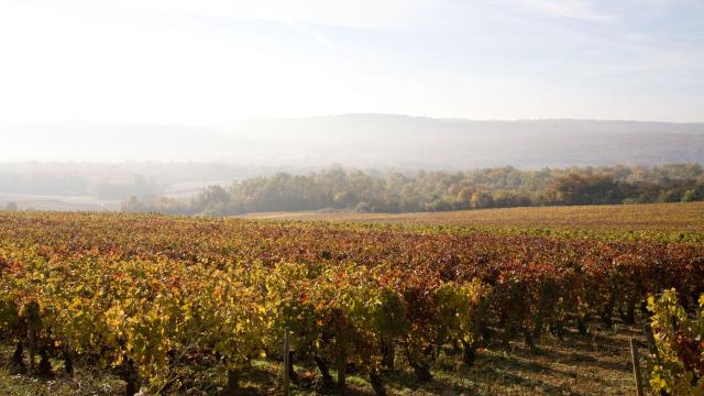 Meloisey Vignes Automne