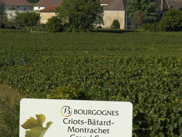 Montrachet Criots Panneau