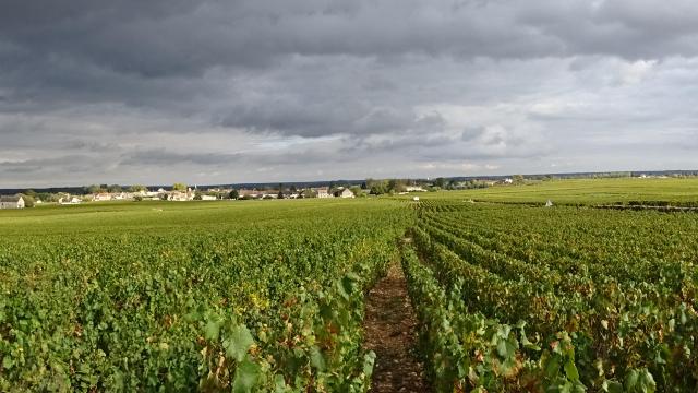 Panorama Puligny Montrachet Ete