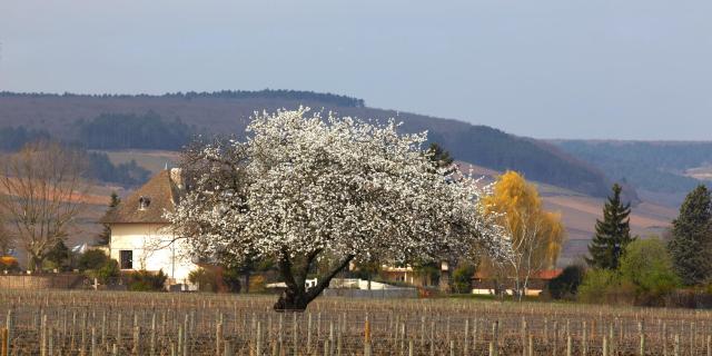 spring-vignes-chorey