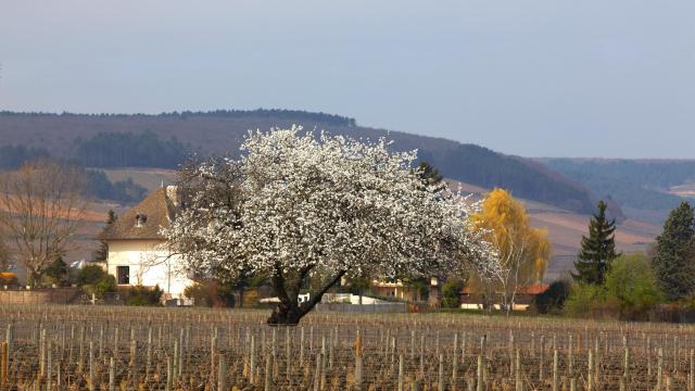 frühling-vignes-chorey