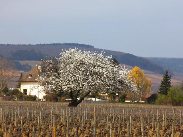 spring-vignes-chorey