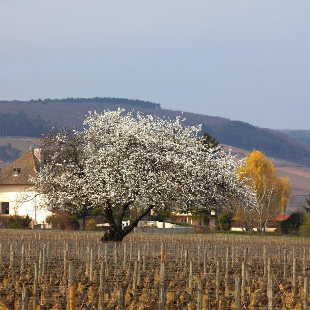 Printemps Vignes Chorey