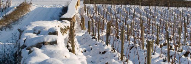 Puligny Montrachet Muret Hiver