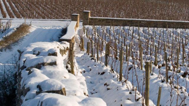 Puligny Montrachet Muret Hiver