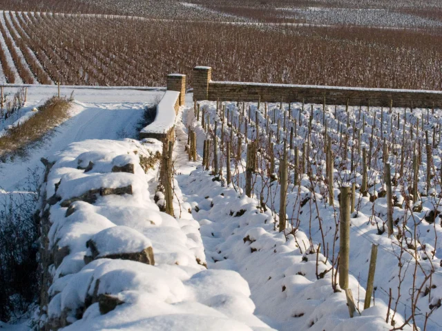 Puligny Montrachet Muret Hiver