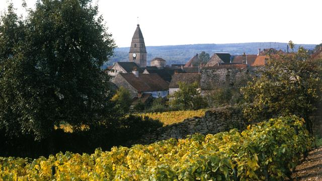 Saint Aubin Vignes Automne