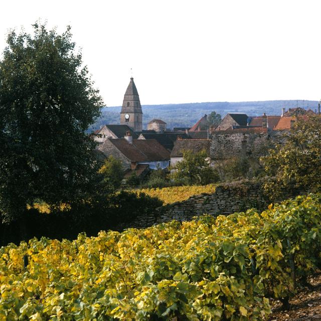 saint-aubin-vignes-automne