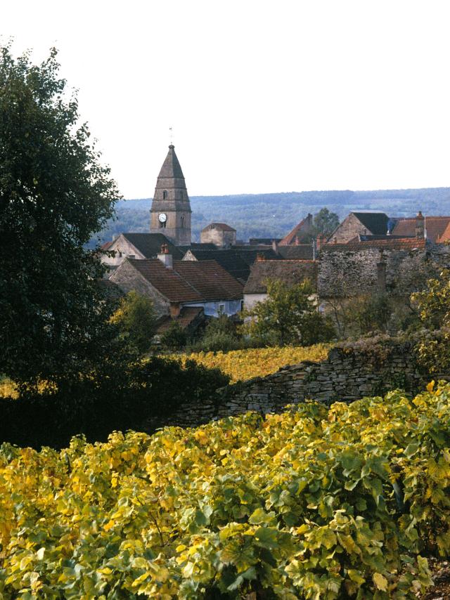 saint-aubin-vignes-automne