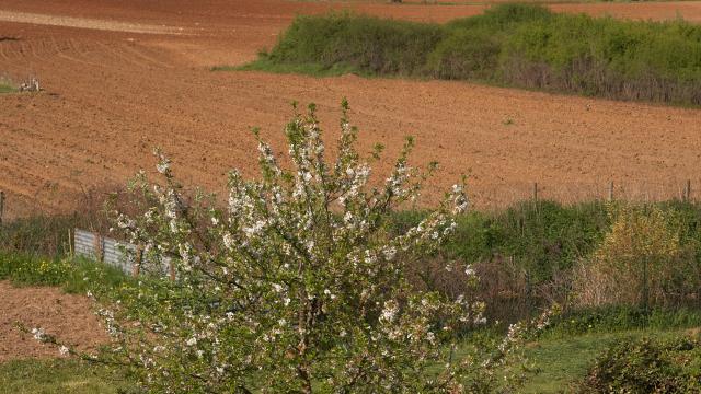 saint-aubin-vignes-printemps