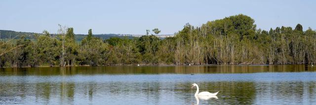 Tailly Lac Cygne