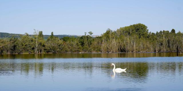 Tailly Lac Cygne