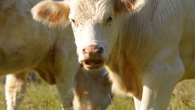 Vauchignon Vache