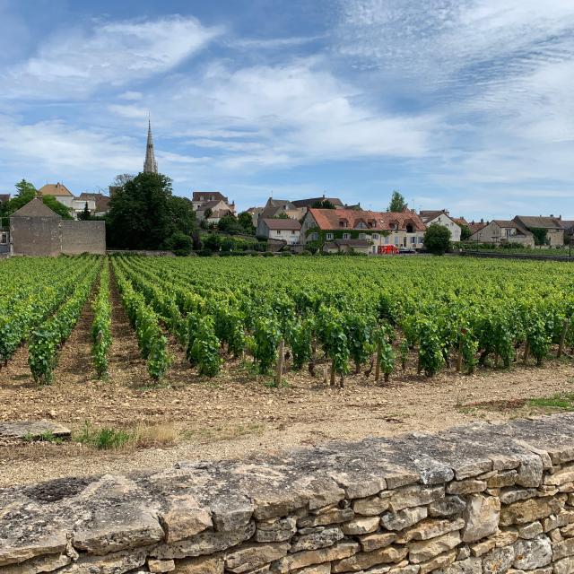 vignes-meursault