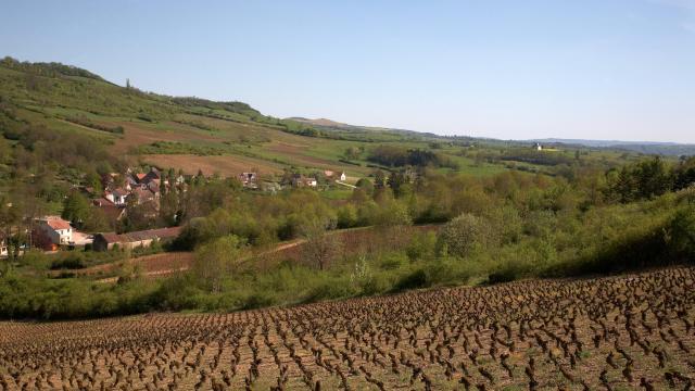 Vignes Printemps Cormot Vauchignon