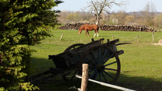 Vignoles Cheval