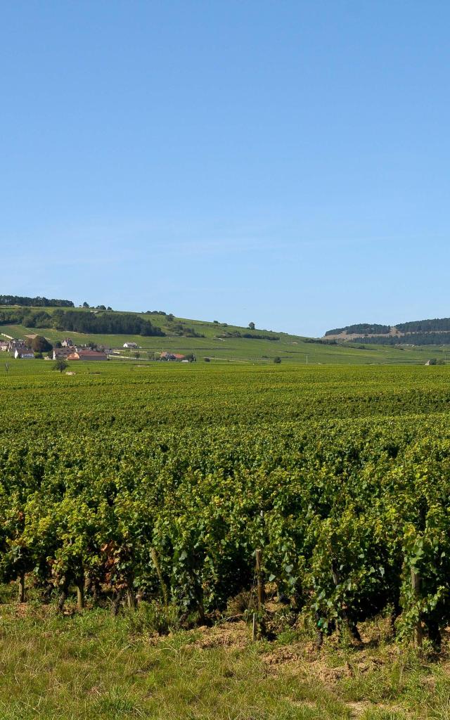 Volnay Vigne