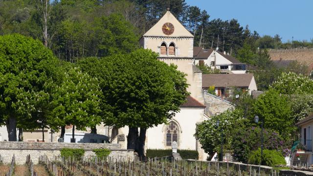 Volnay Vigne