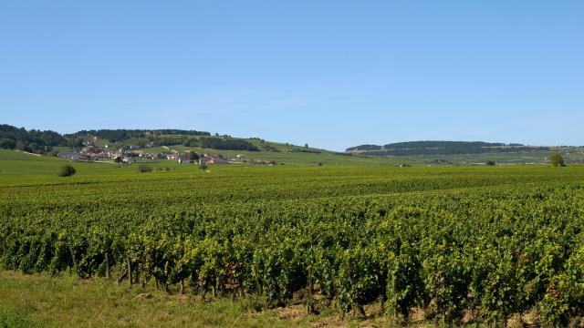 volnay-vigne