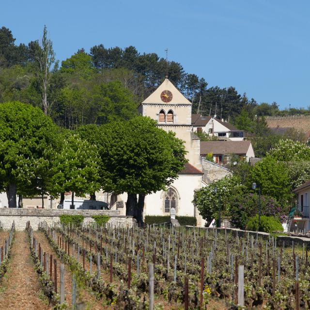 volnay-vigne