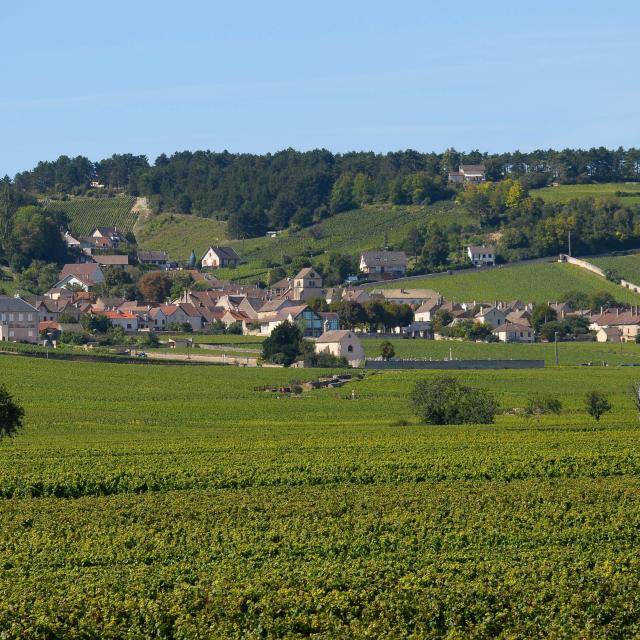 Volnay Vigne Village