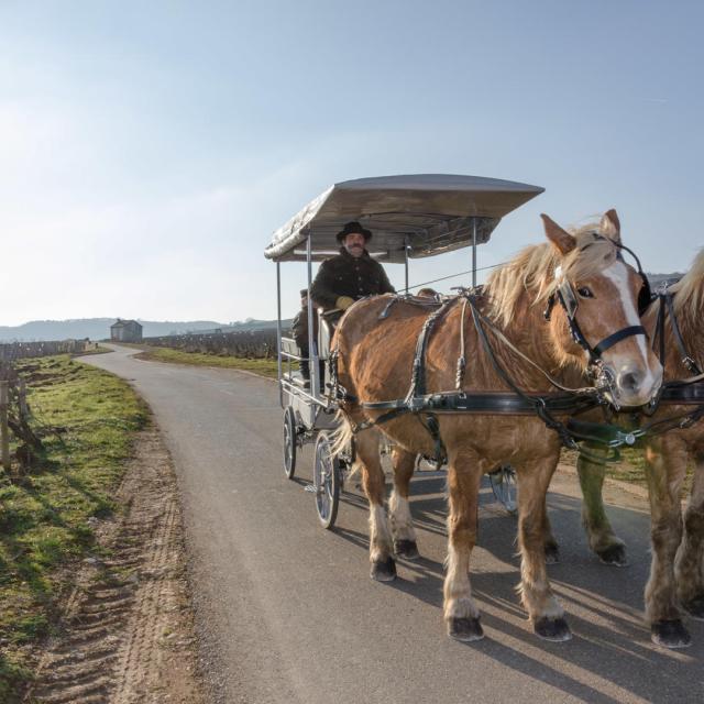 Attelage Beaune passion - Hiver