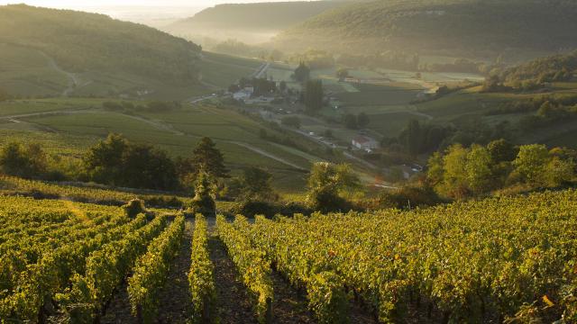 Vue des vignobles à partir d'une montgolfière