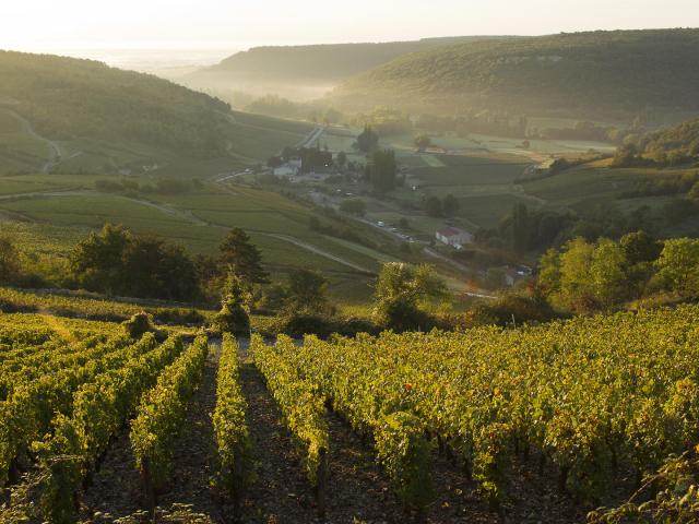 Vue des vignobles à partir d'une montgolfière