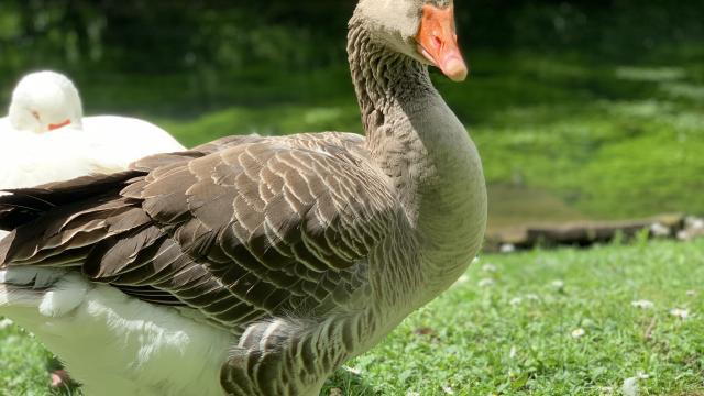 Parc Bouzaize Canard