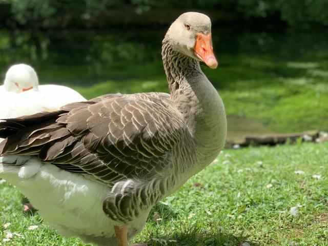 Parc Bouzaize Canard