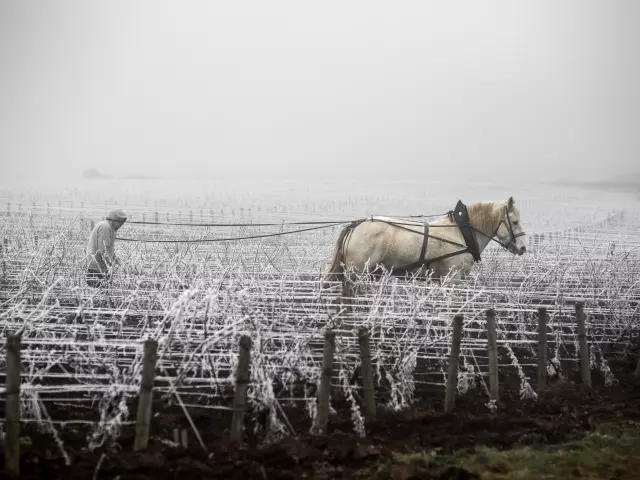 Jean walks in his vineyard in Savigny les Beaune. 2020-05-02. Photography by Michel Joly / Hans Lucas.Jean walks in his vineyard in Savigny les Beaune. 2020-05-02. Photography by Michel Joly / Hans Lucas.