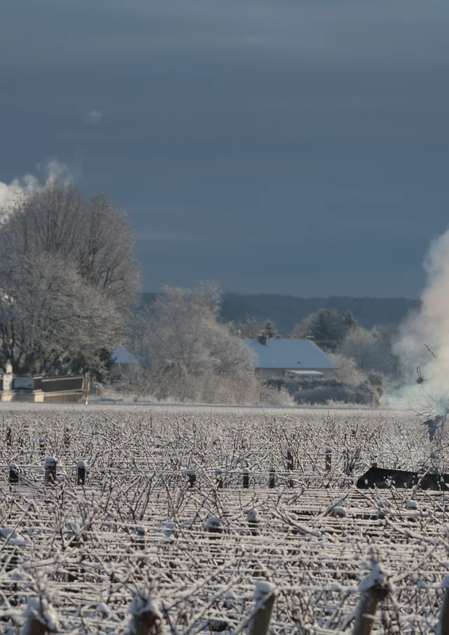 Brasero dans les vignes en hiver