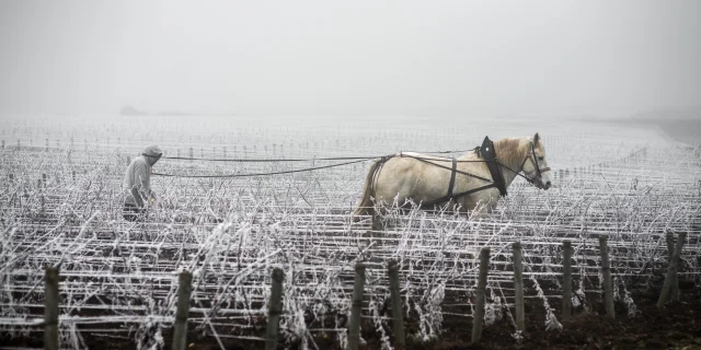 Jean walks in his vineyard in Savigny les Beaune. 2020-05-02. Photography by Michel Joly / Hans Lucas.Jean walks in his vineyard in Savigny les Beaune. 2020-05-02. Photography by Michel Joly / Hans Lucas.