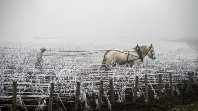 Jean walks in his vineyard in Savigny les Beaune. 2020-05-02. Photography by Michel Joly / Hans Lucas.Jean walks in his vineyard in Savigny les Beaune. 2020-05-02. Photography by Michel Joly / Hans Lucas.