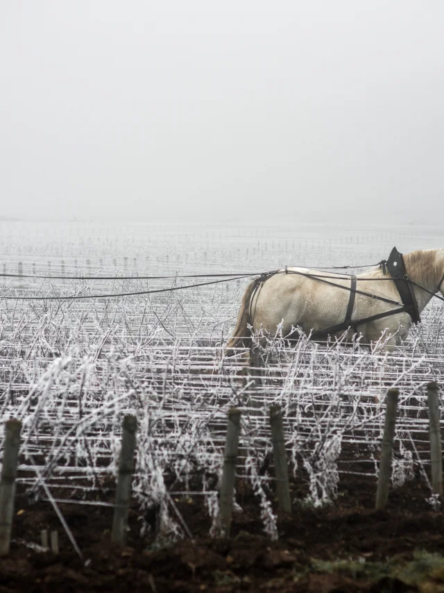 Jean walks in his vineyard in Savigny les Beaune. 2020-05-02. Photography by Michel Joly / Hans Lucas.Jean walks in his vineyard in Savigny les Beaune. 2020-05-02. Photography by Michel Joly / Hans Lucas.