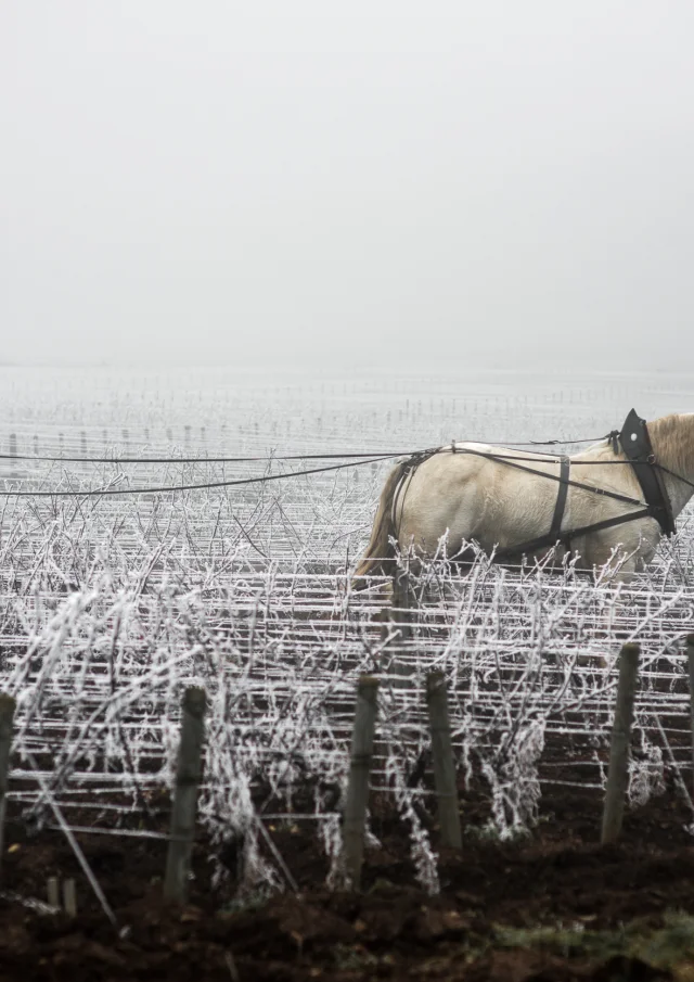 Jean walks in his vineyard in Savigny les Beaune. 2020-05-02. Photography by Michel Joly / Hans Lucas.Jean walks in his vineyard in Savigny les Beaune. 2020-05-02. Photography by Michel Joly / Hans Lucas.