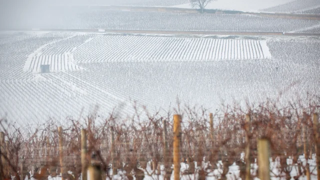 Vignobles en Bourgogne