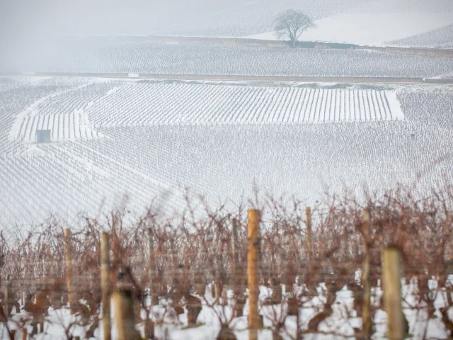 Vignobles en Bourgogne