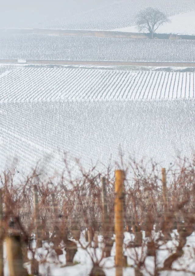 Vignobles en Bourgogne