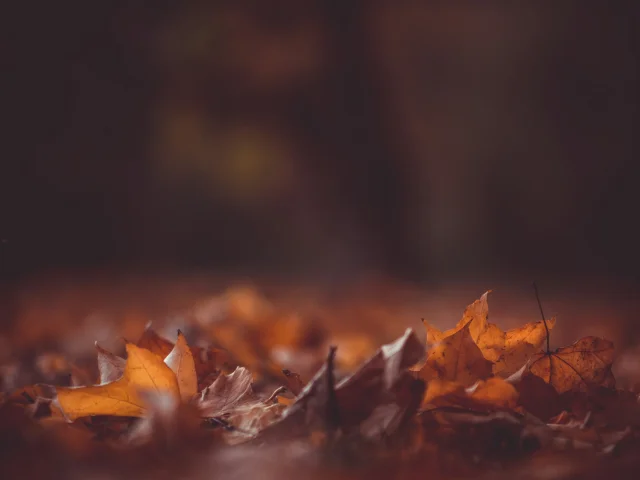 Kristian Seedorff Bvuicqkazz0 Unsplash