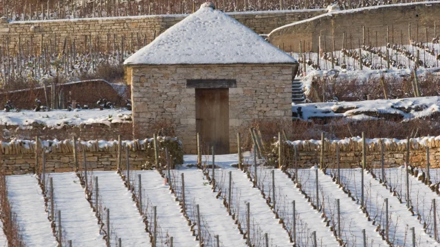 Puligny Montrachet Hiver Vignes