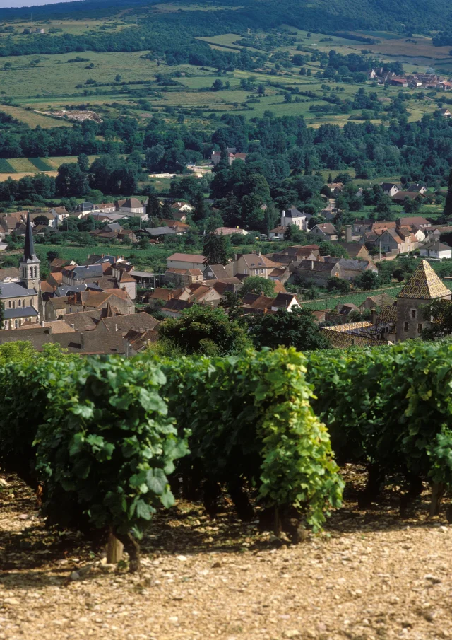 Santenay Vignes